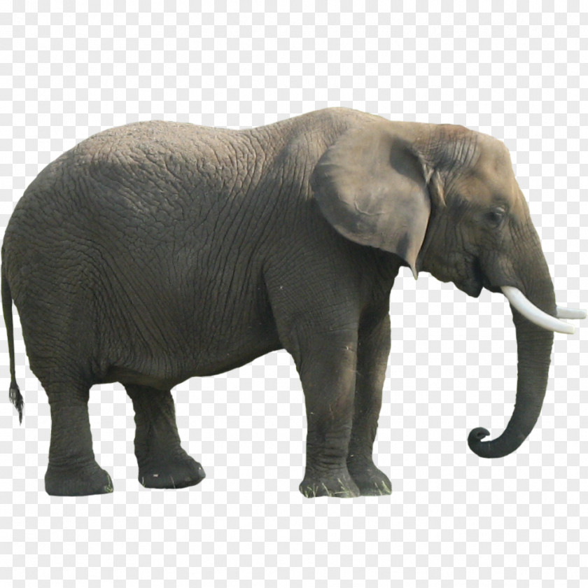 Elephant Clipart Indian African Forest PNG