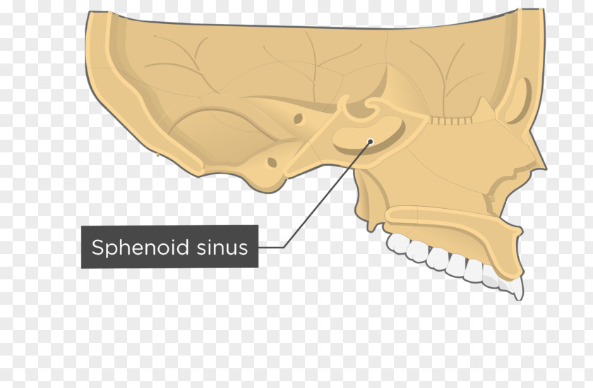 Ethmoid Bone Location Vomer Lacrimal Sphenoid PNG