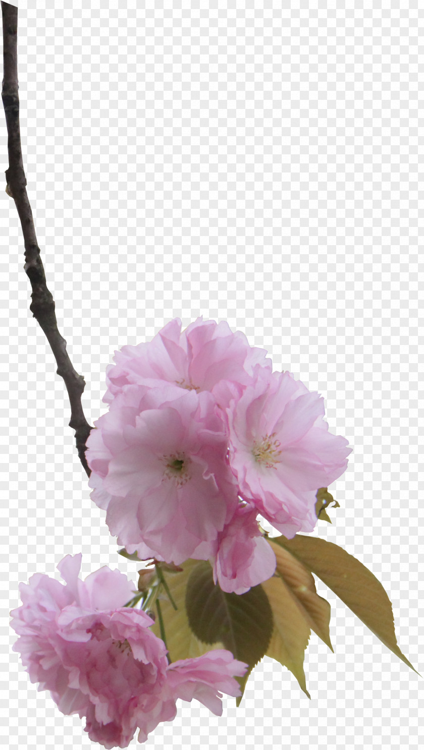 Growth In The Branches Of Cherry Blossoms Pink Blossom Floral Design PNG