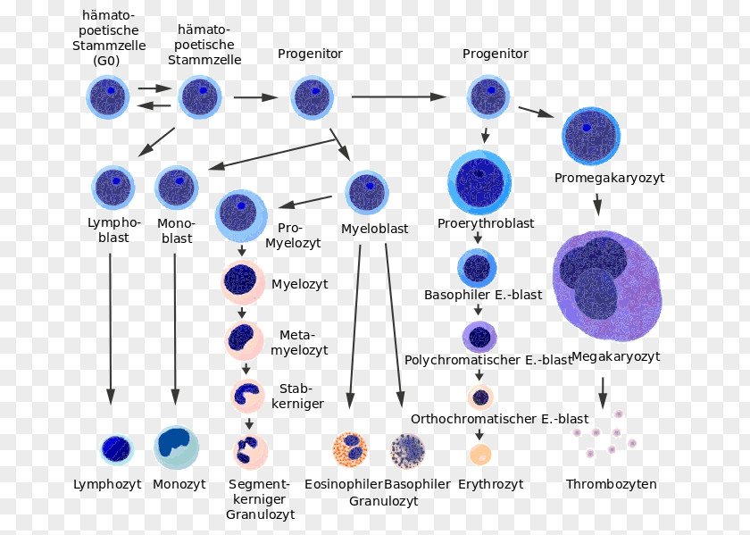 Hematopoietic Stem Cells Cell Red Blood Haematopoiesis Cellular Differentiation PNG
