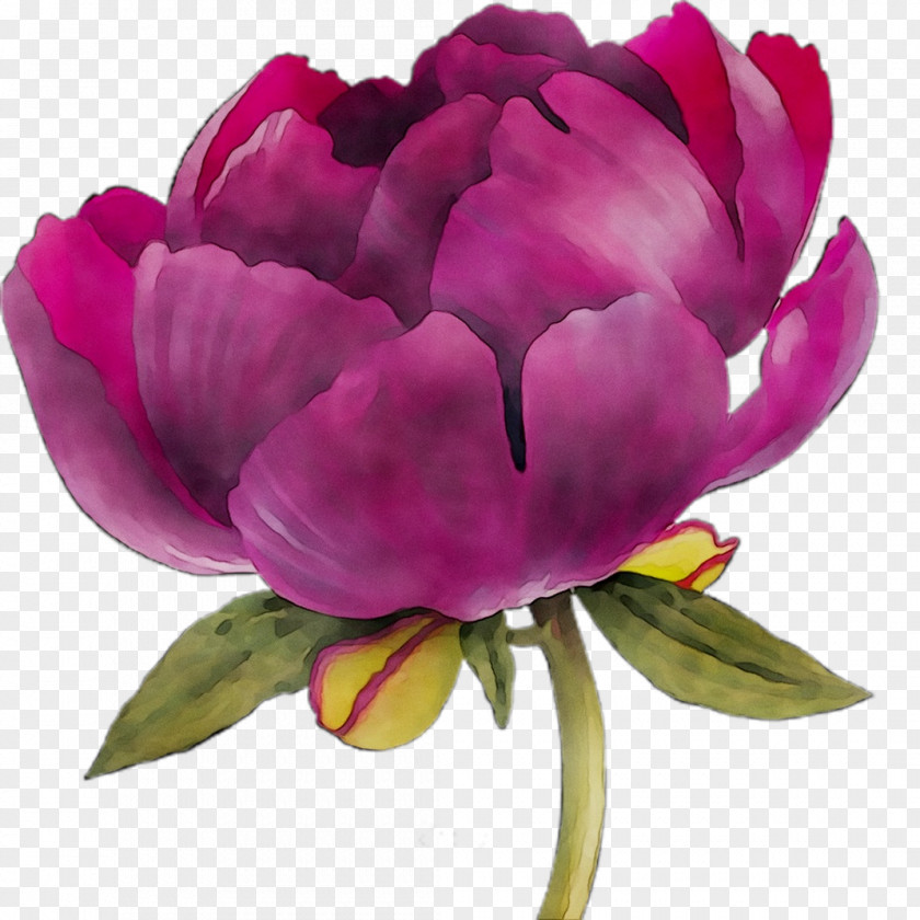 Peony Cut Flowers Tulip Herbaceous Plant Cabbage Rose PNG