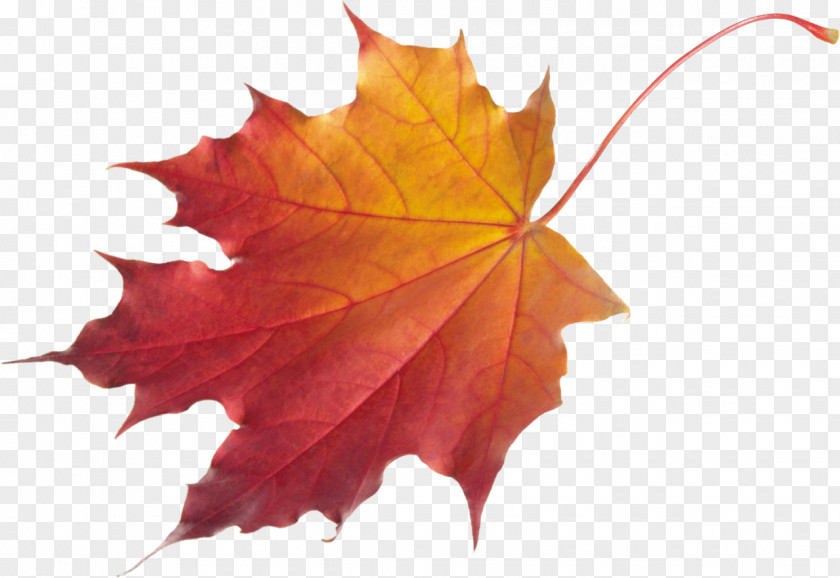 Autumn Leaf Color Clip Art PNG