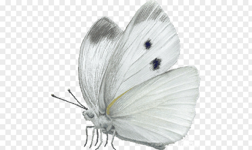 Butterfly Cabbage White Insect Large Clip Art PNG