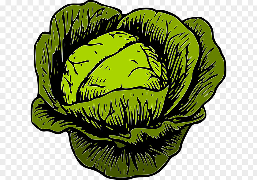 Cabbage Clip Art Cauliflower Vegetable PNG