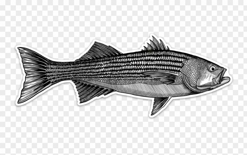Fishing Striped Bass Fly Decal PNG