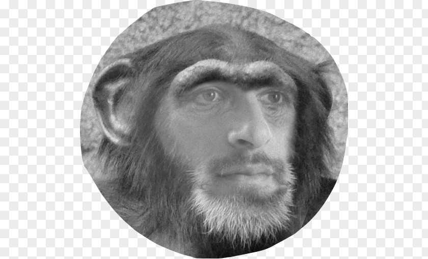 Gorilla Primate Homo Sapiens Orangutan Alpha PNG