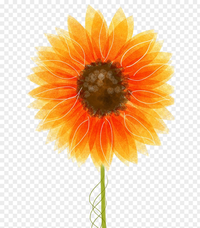 Sunflower Dream Drawing Common Illustration PNG