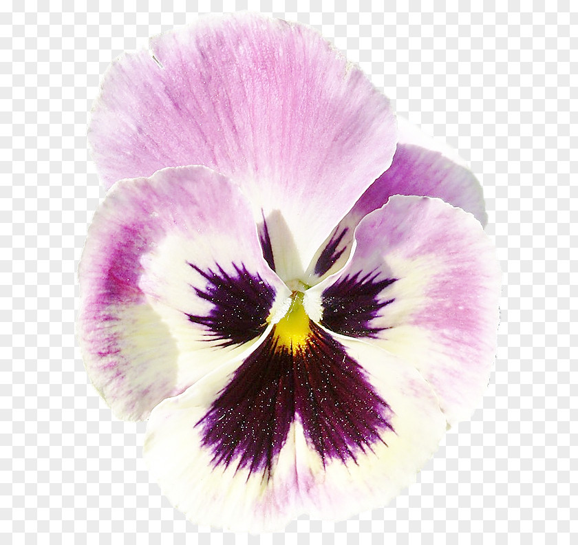 Violet Pansy Flower Petal PNG