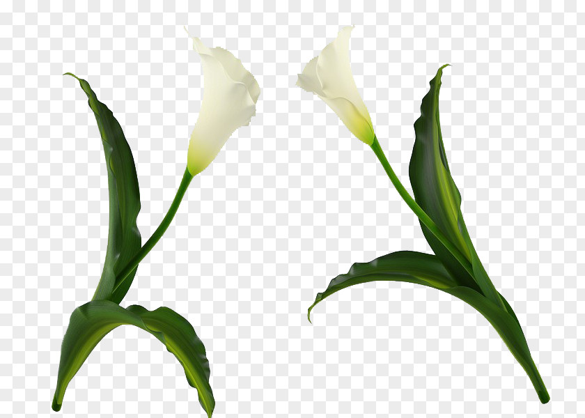 White Flower Cut Flowers Easter Lily Plant PNG