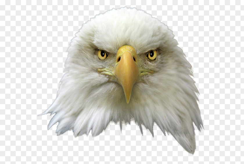 Eagle United States Bald Bird Clip Art PNG