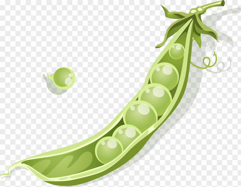 Hand Painted Pea Vector Euclidean PNG