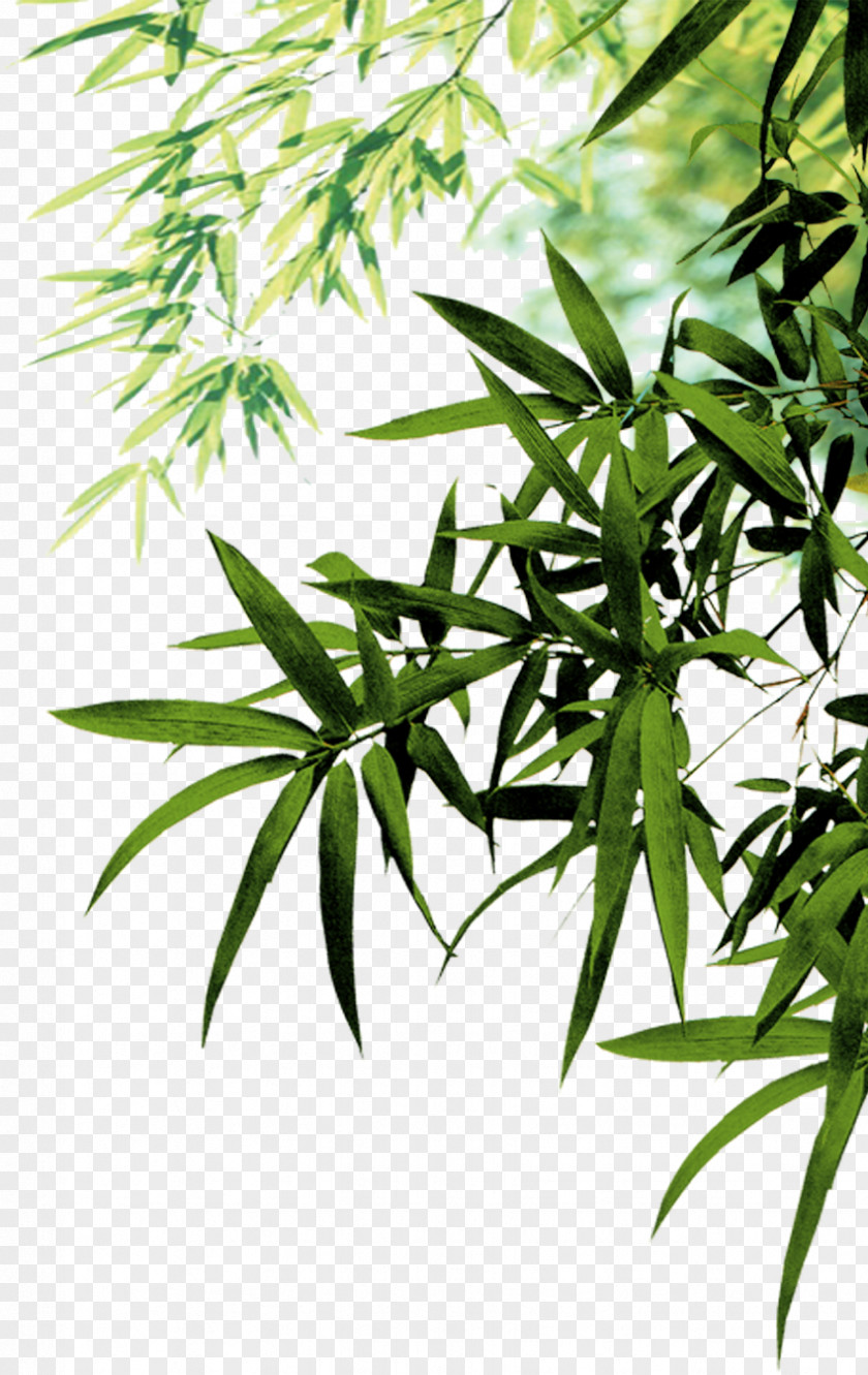 Bamboo Leaves Leaf Ink Icon PNG