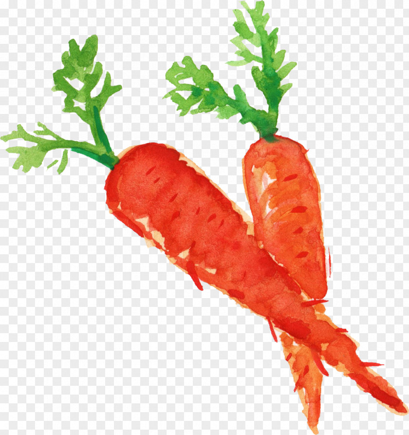 Carrots Carrot Vegetable Food PNG