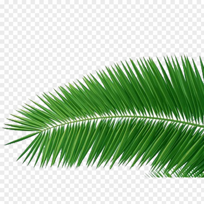 Grass Coconut Arecaceae Clip Art PNG