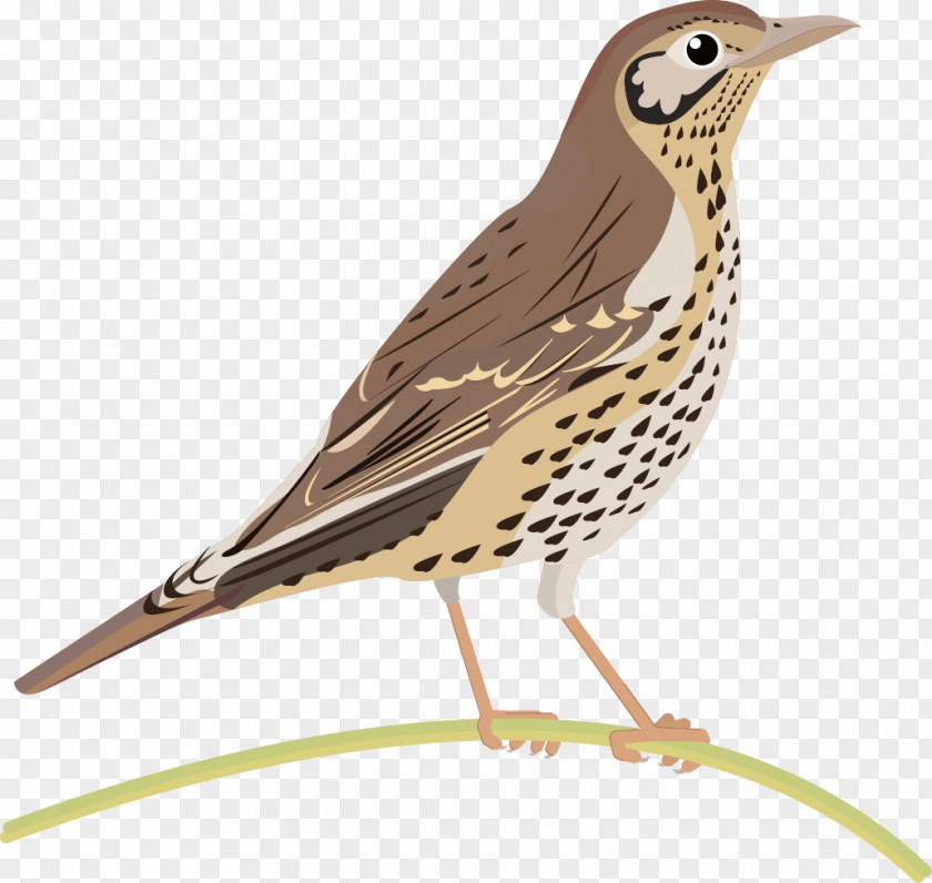 Bird Lark Common Nightingale Finches Thrush PNG