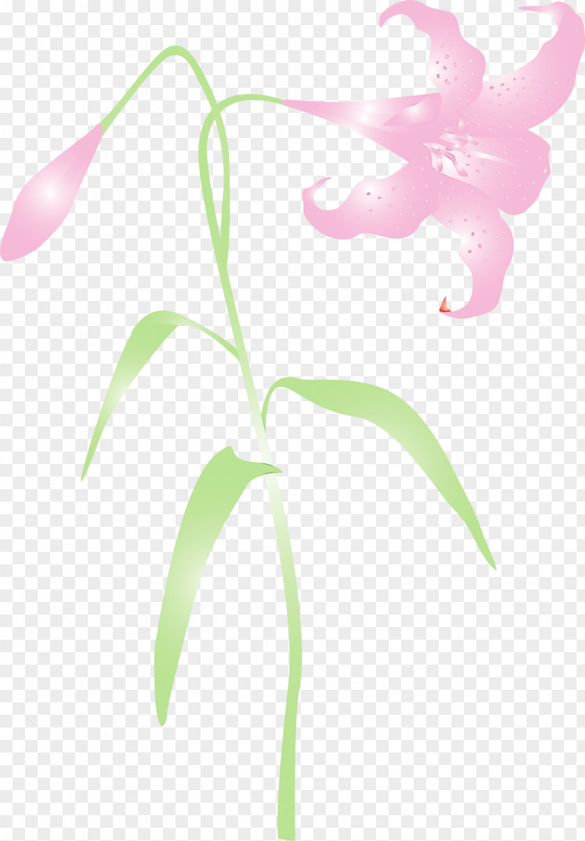 Flower Plant Pink Leaf Stem PNG