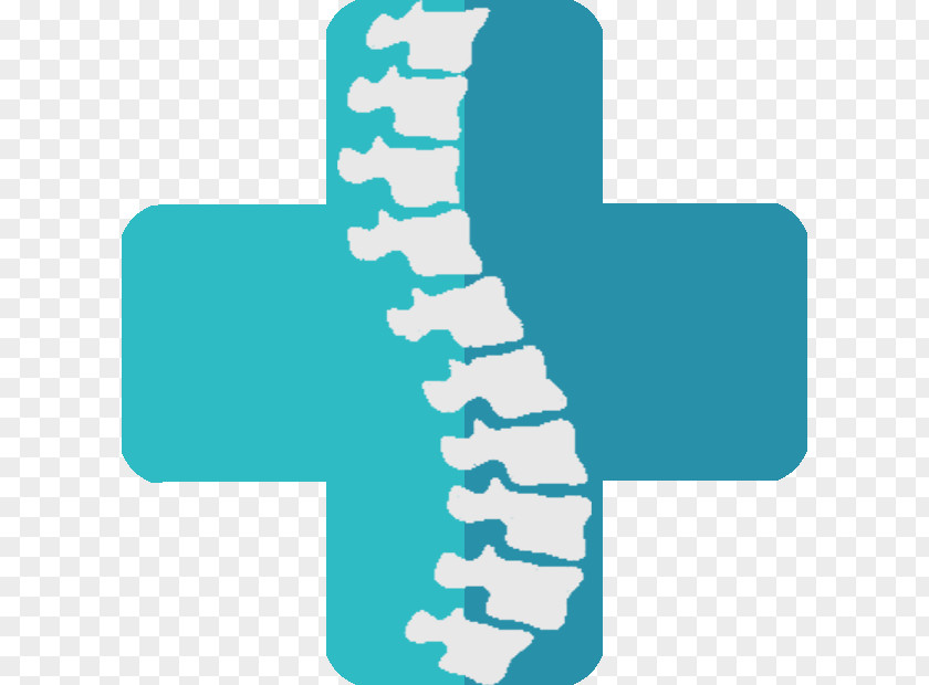 Human Vertebral Column Joint PNG