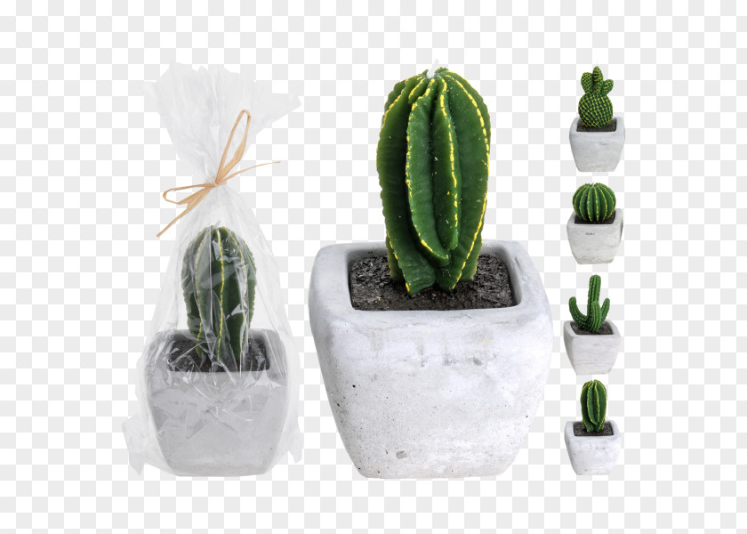 Candle Cactaceae Houseplant Wax PNG