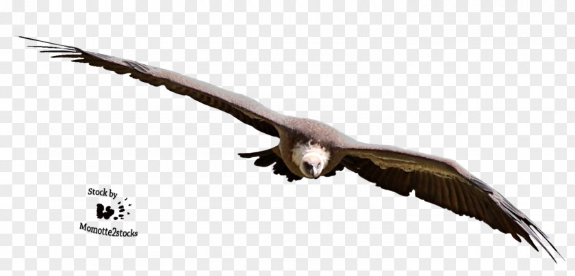 Eagle Bald Vulture PNG