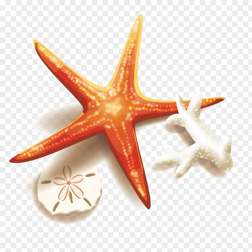 Starfish And Coral Stock Illustration Clip Art PNG