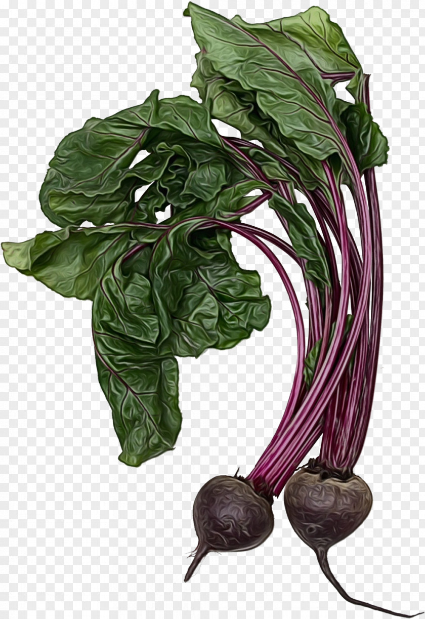 Tatsoi Beetroot Spring Flower PNG