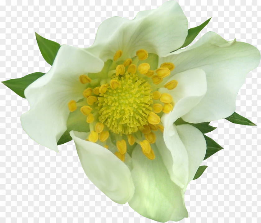 Artichokes Flower Photography Clip Art PNG