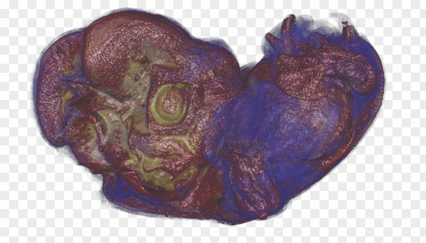 Biomedicine Purple Organism Heart PNG