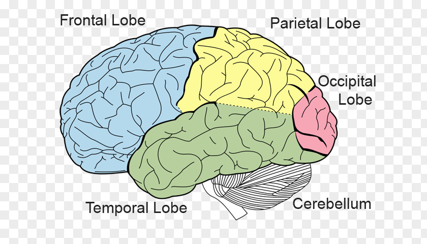 Brain Lobes Of The Frontal Lobe Parietal Occipital PNG