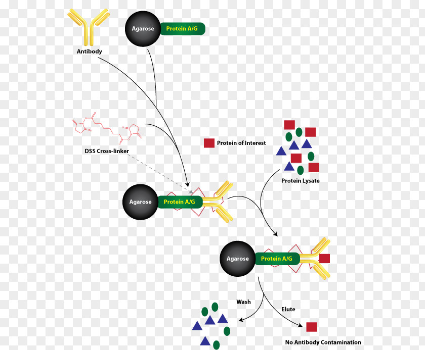 Immunoprecipitation Chromatin Protein A/G Antibody PNG