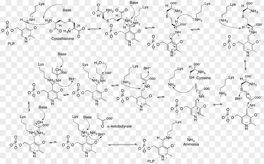 MECHANIC Cystathionine Gamma-lyase Beta Synthase Enzyme PNG