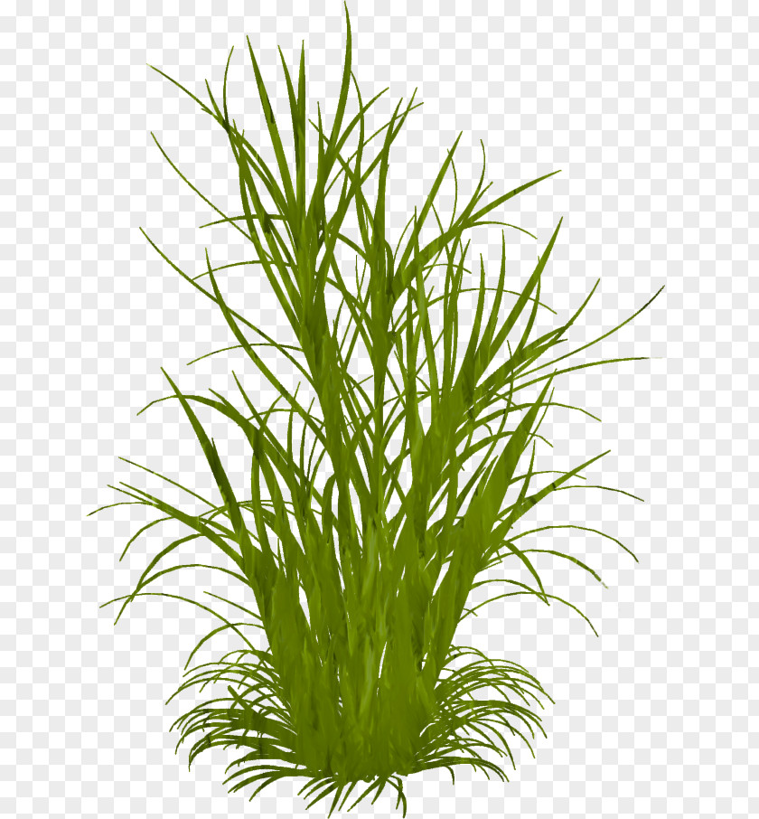 Ornamental Grass Grasses Weed Clip Art PNG