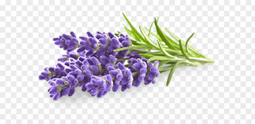 Perennial Plant French Lavender Flower PNG