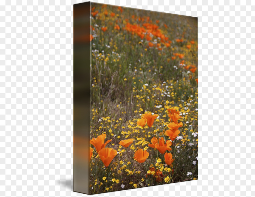 Field Poppies California Poppy Painting Work Of Art PNG