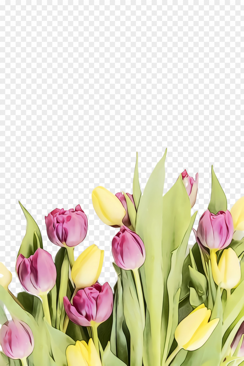 Floristry Iris Floral Design PNG