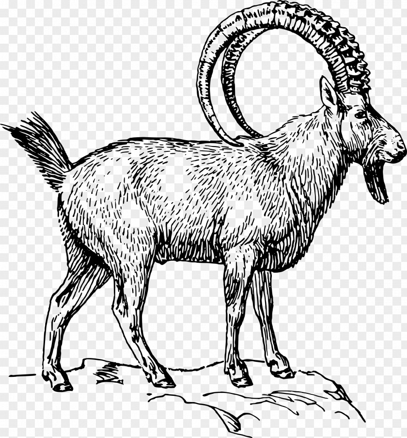Goat Alpine Ibex Clip Art PNG