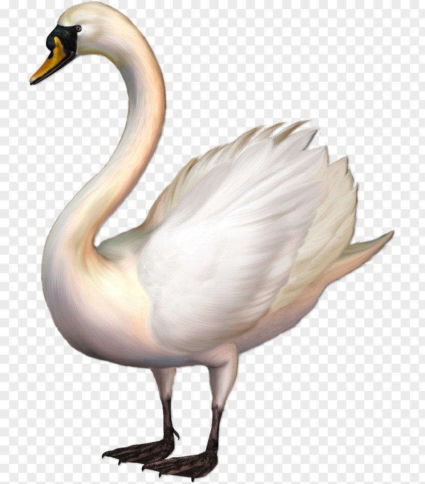 Goose Whooper Swan Clip Art PNG