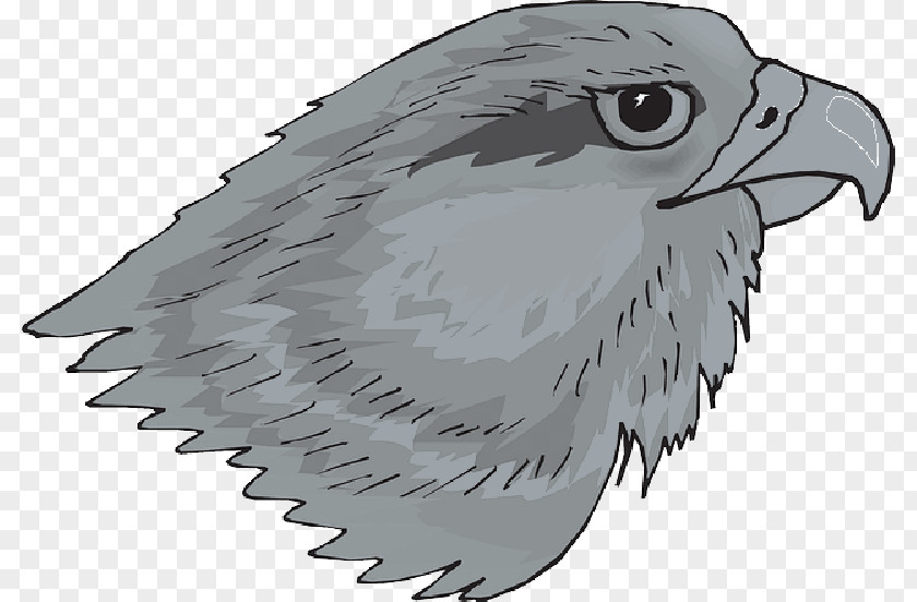Hawk Bird Red-tailed Clip Art PNG