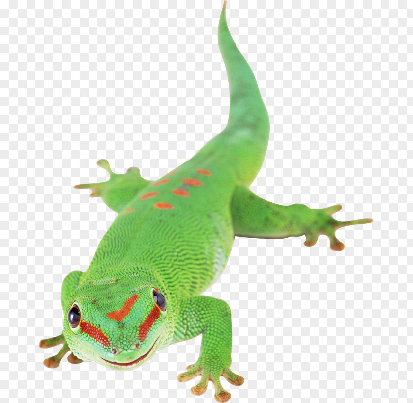 Lizard Chameleons Reptile Clip Art PNG
