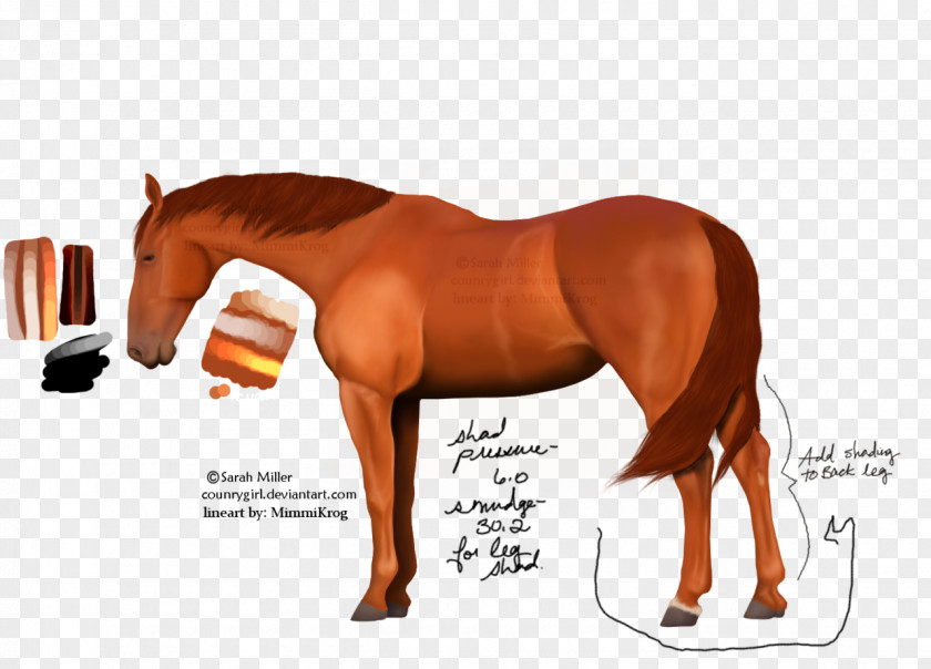Autumn For Muscle Desktop Wallpaper Pony Mustang Stallion Cash Advance PNG