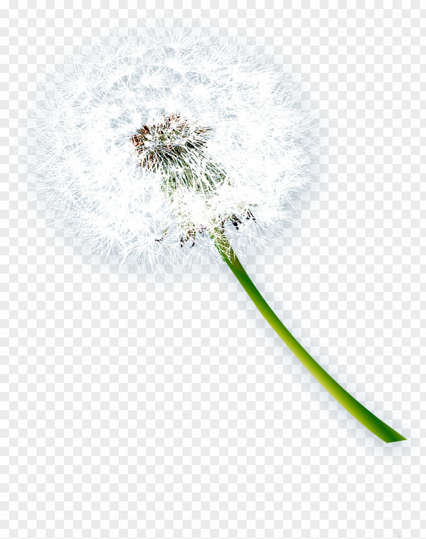 Beautiful Dandelion Vecteur PNG