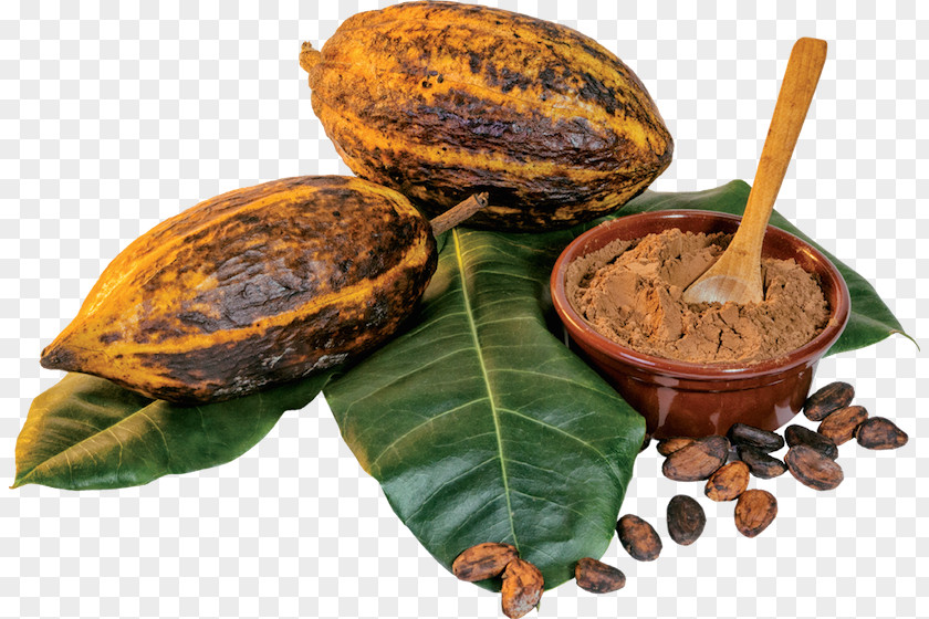 Chocolate Cocoa Bean Cacao Tree Solids Organic Food PNG