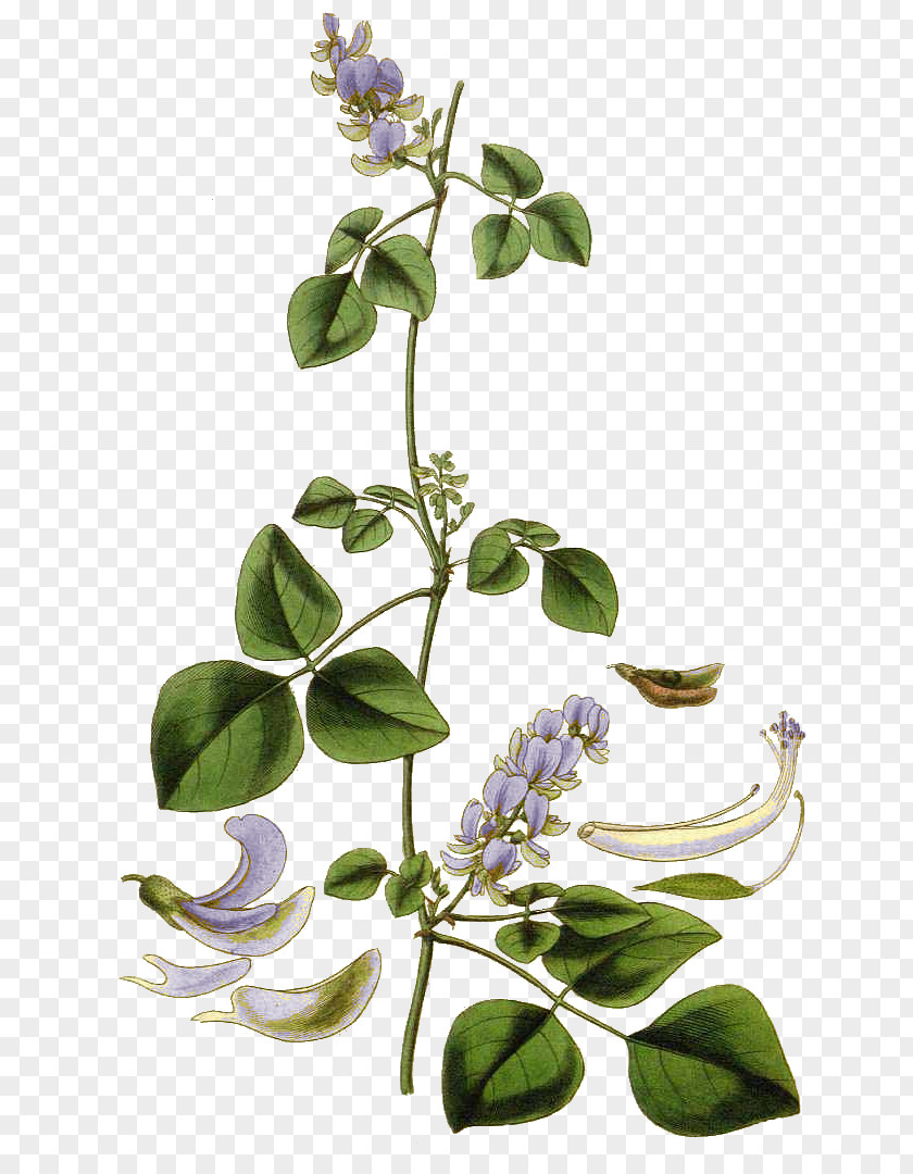 Flower Field Bindweed Horsetail Drawing Herbalism PNG