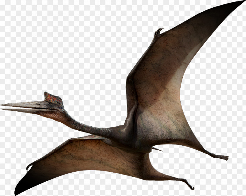 Flying Dinosaurs Pictures Quetzalcoatlus Pterosaurs Pteranodon Flight Late Cretaceous PNG