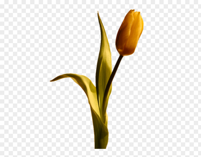 Golden Tulip Flower Blog PNG