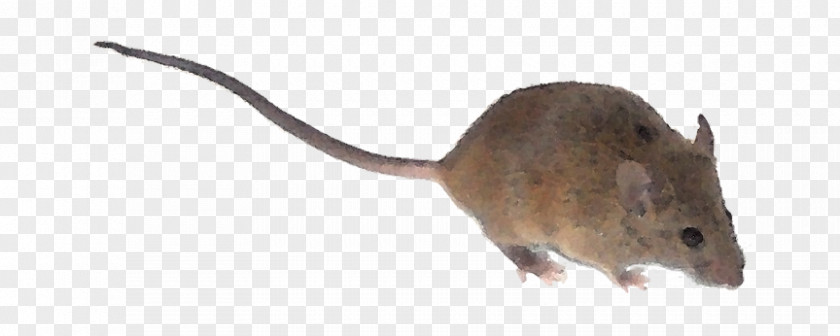 Mouse House Rat Computer Gerbil PNG