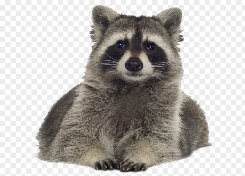 Raccoon Renforcé Bed Sheets Bedding PNG