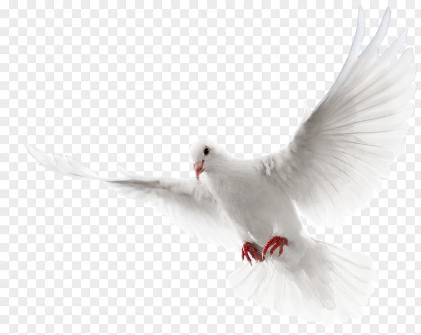 Seabird Arctic Tern Dove Bird PNG