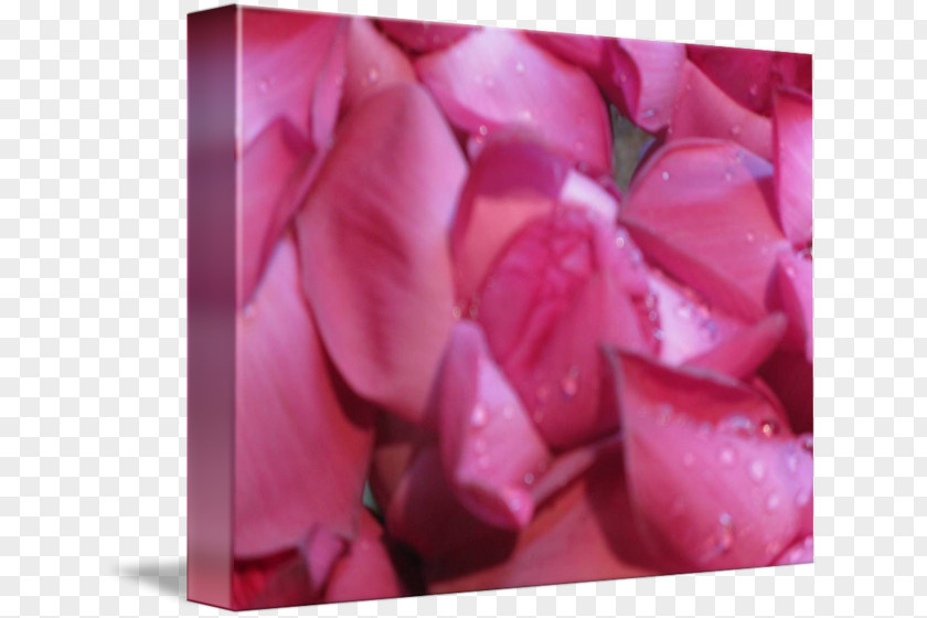 Sri Lankan Handmade Photo Frames Garden Roses Pink M Close-up PNG