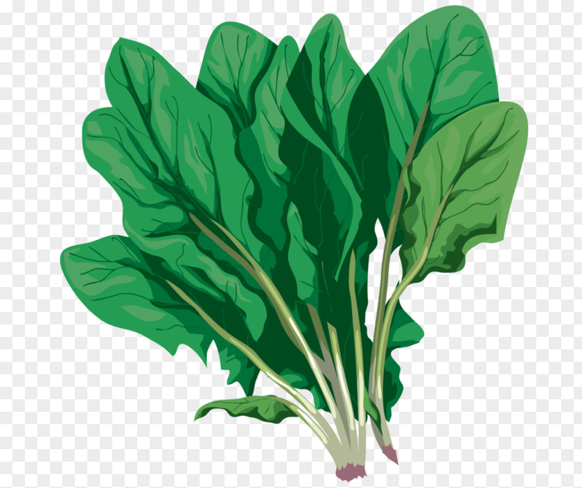 Vegetable Chard Komatsuna Spring Greens PNG