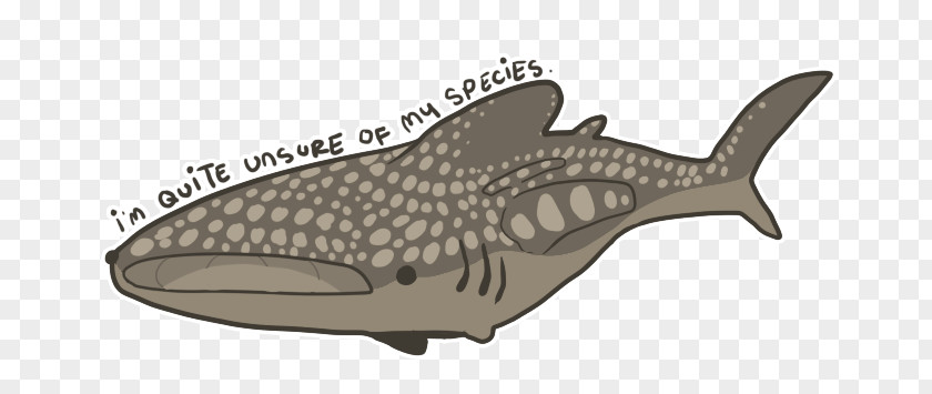 Whale Drawing Shoe Marine Mammal PNG